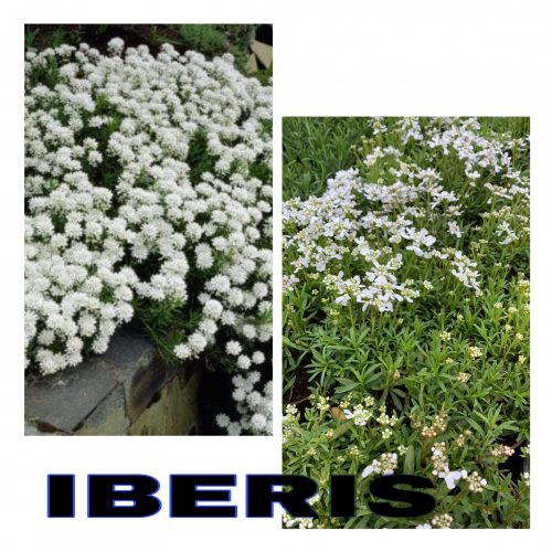 E3727457 5CBC 47DD 924E 4602F54C5BCA